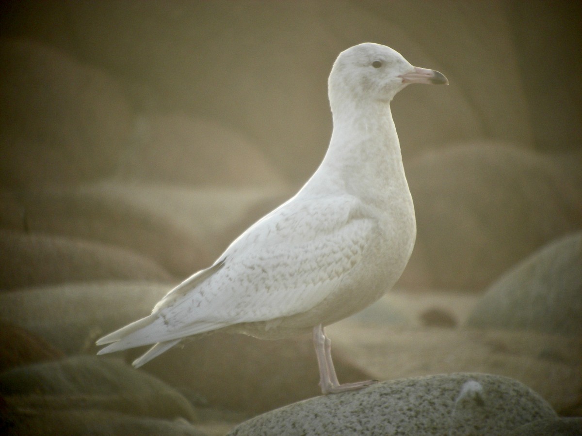 Glaucous Gull - ML398988781