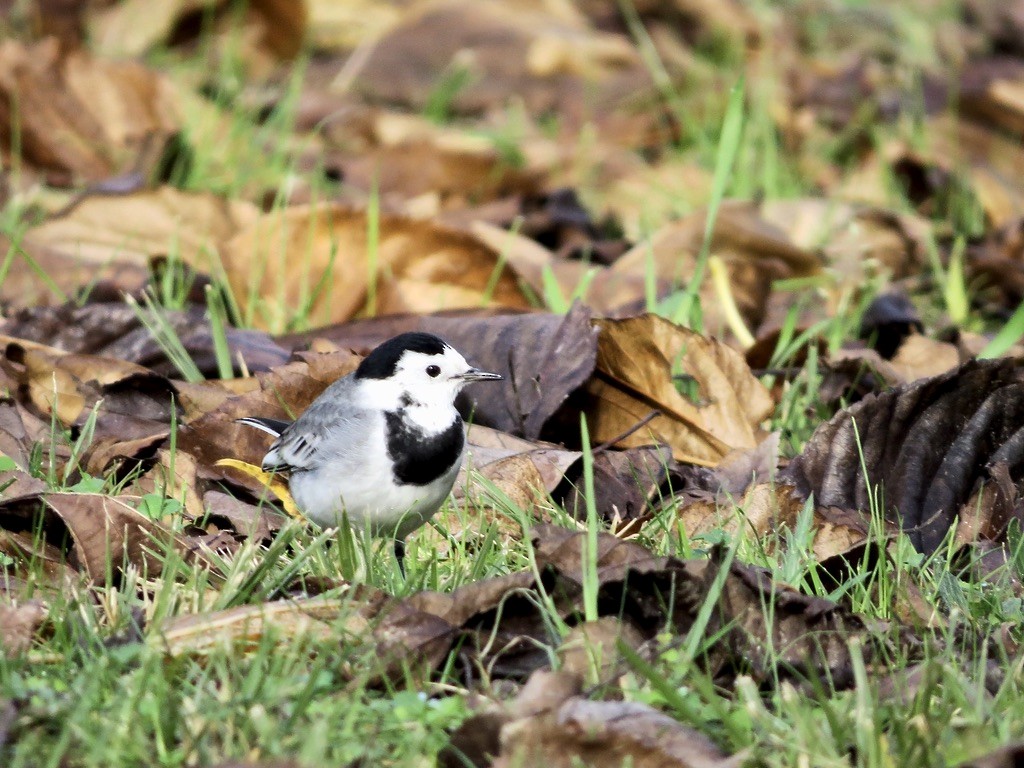 White Wagtail - ML398988891