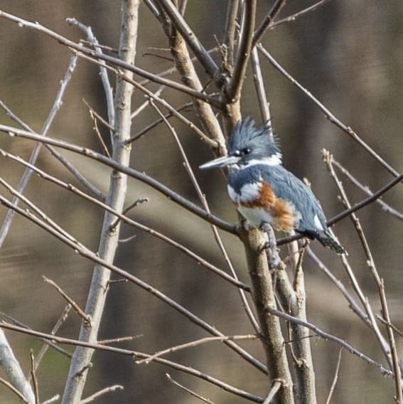 Belted Kingfisher - Anonymous