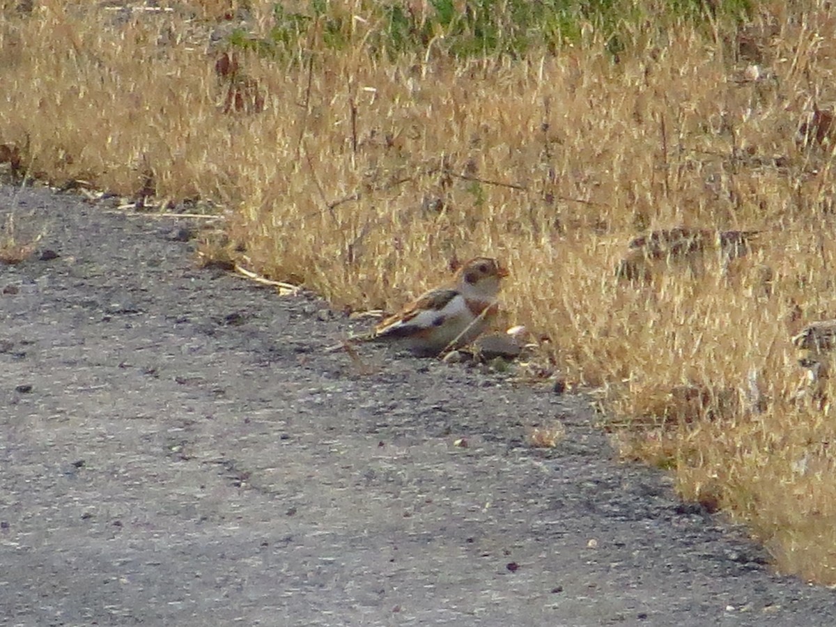 Snow Bunting - ML39898991