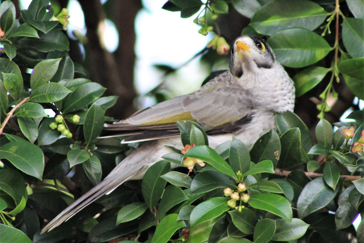 Noisy Miner - ML398990511