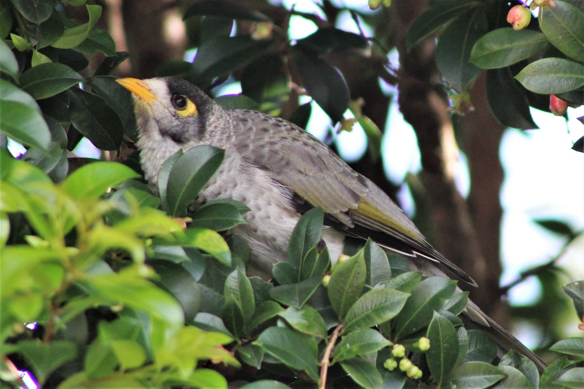 Noisy Miner - ML398990541