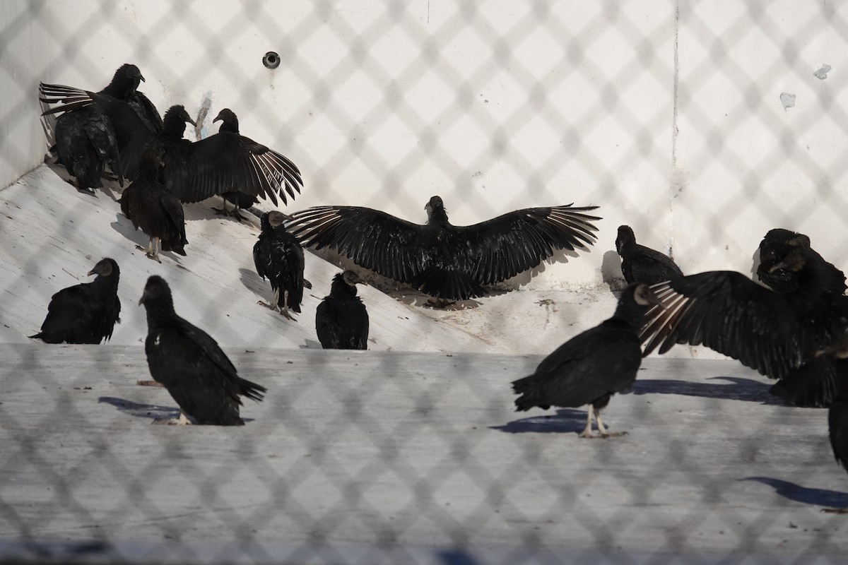 Black Vulture - ML398991191