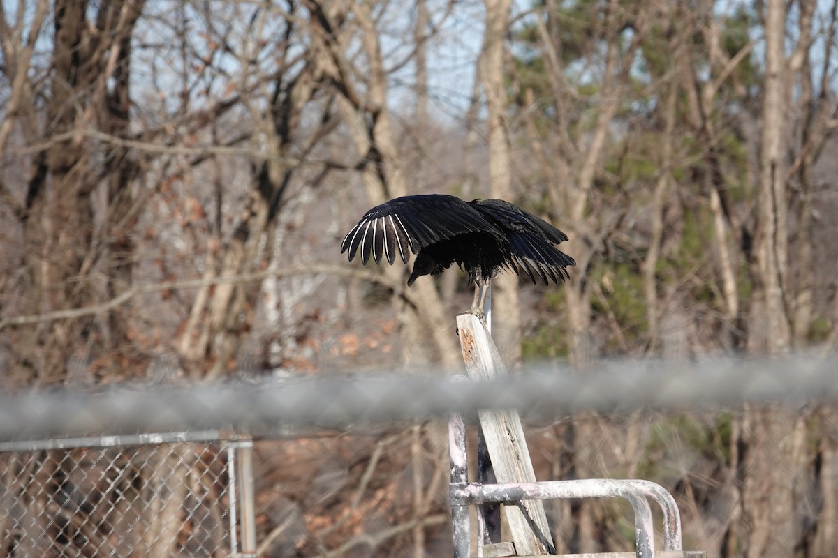 Black Vulture - ML398991221