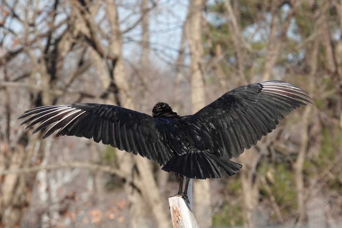 Black Vulture - ML398991321