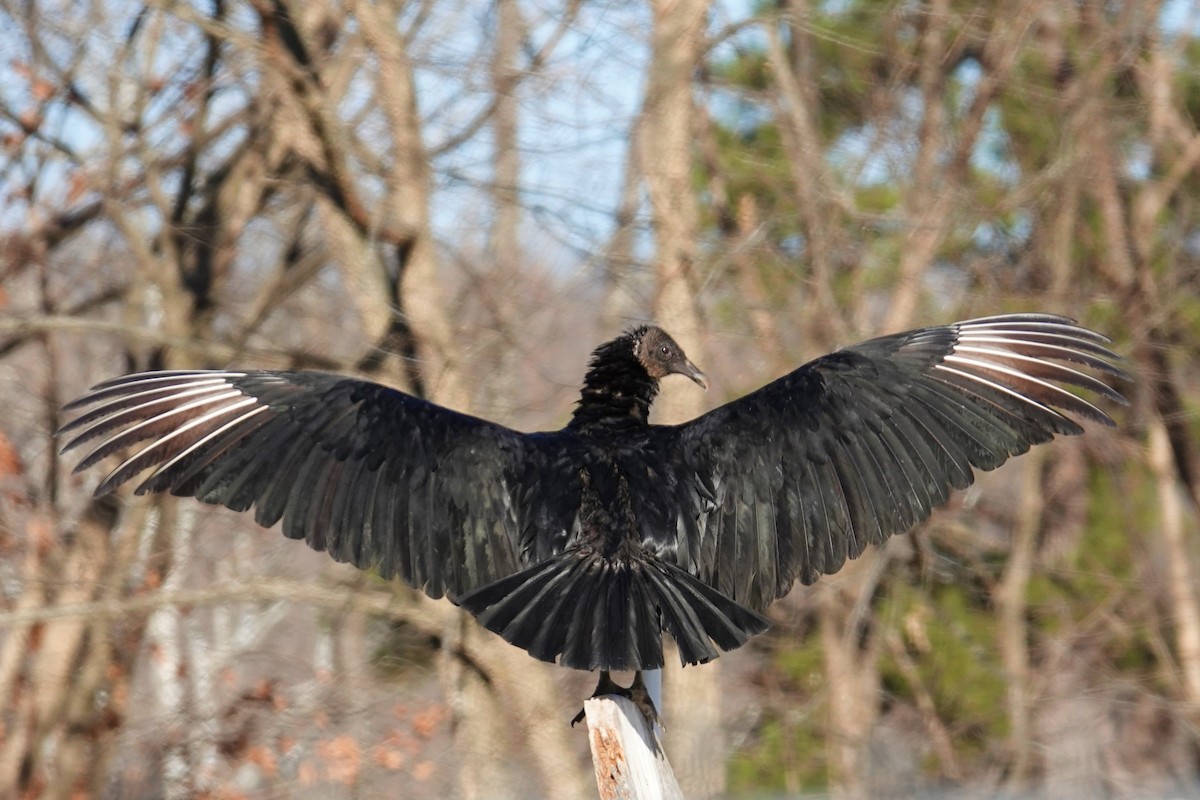 Black Vulture - ML398991431