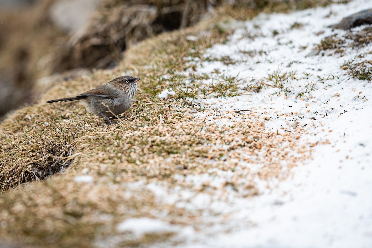 Chinese Fulvetta - Jun Yang