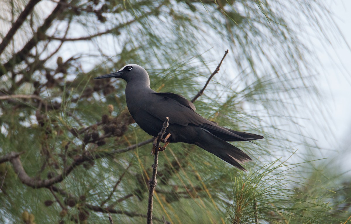 黑玄燕鷗 - ML398991911