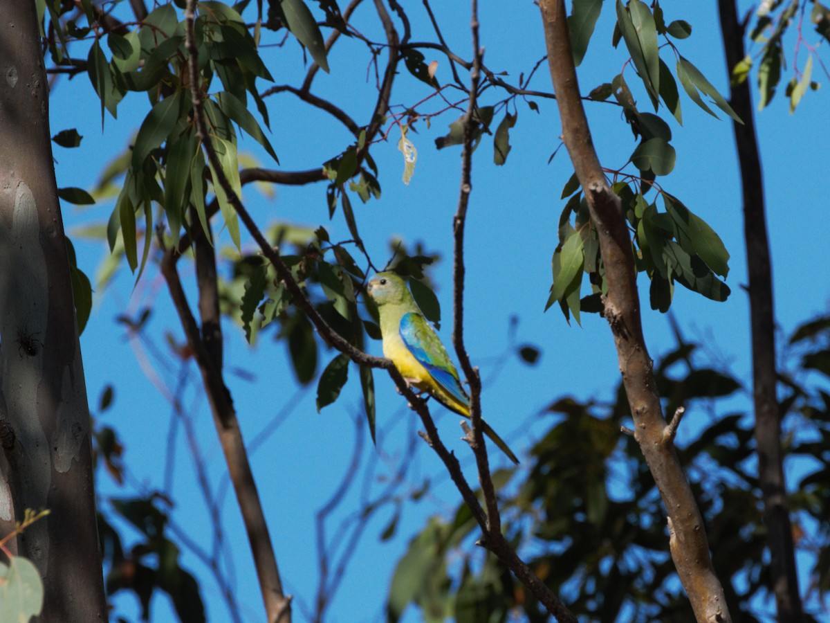Turquoise Parrot - ML398994921