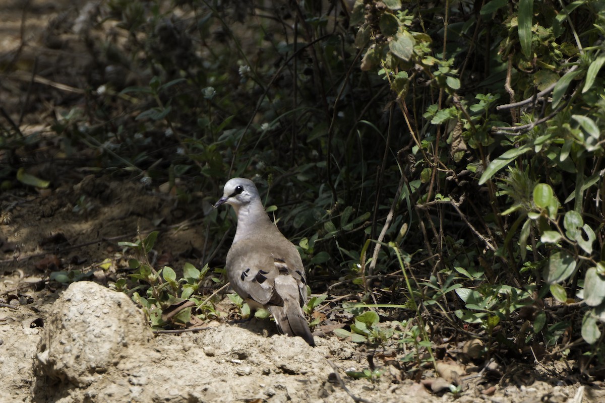 Black-billed Wood-Dove - ML398995101