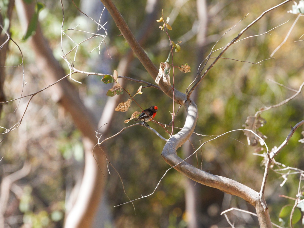 Red-capped Robin - ML398995191