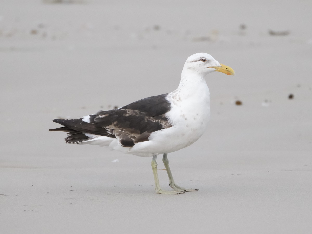 Pacific Gull - Gareth Pellas