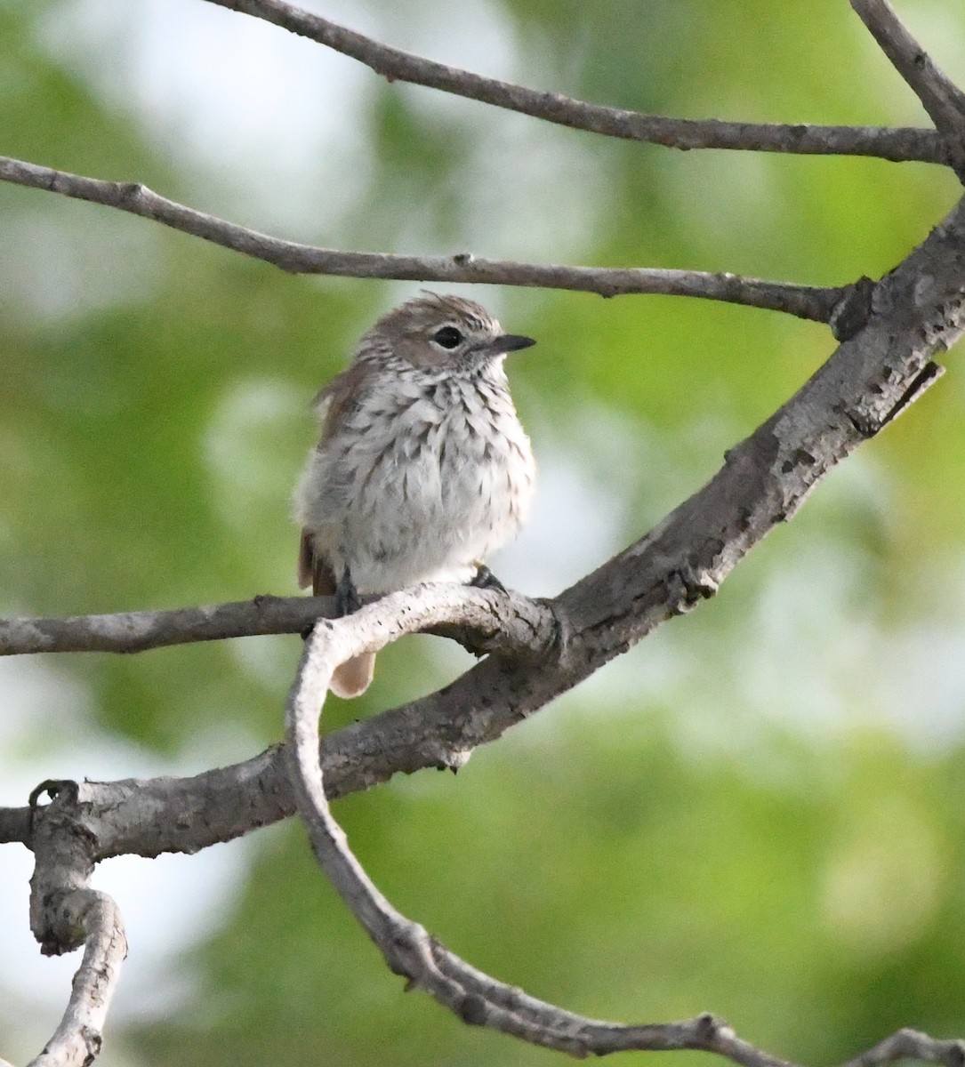 Böhm's Flycatcher - Gabriel Jamie