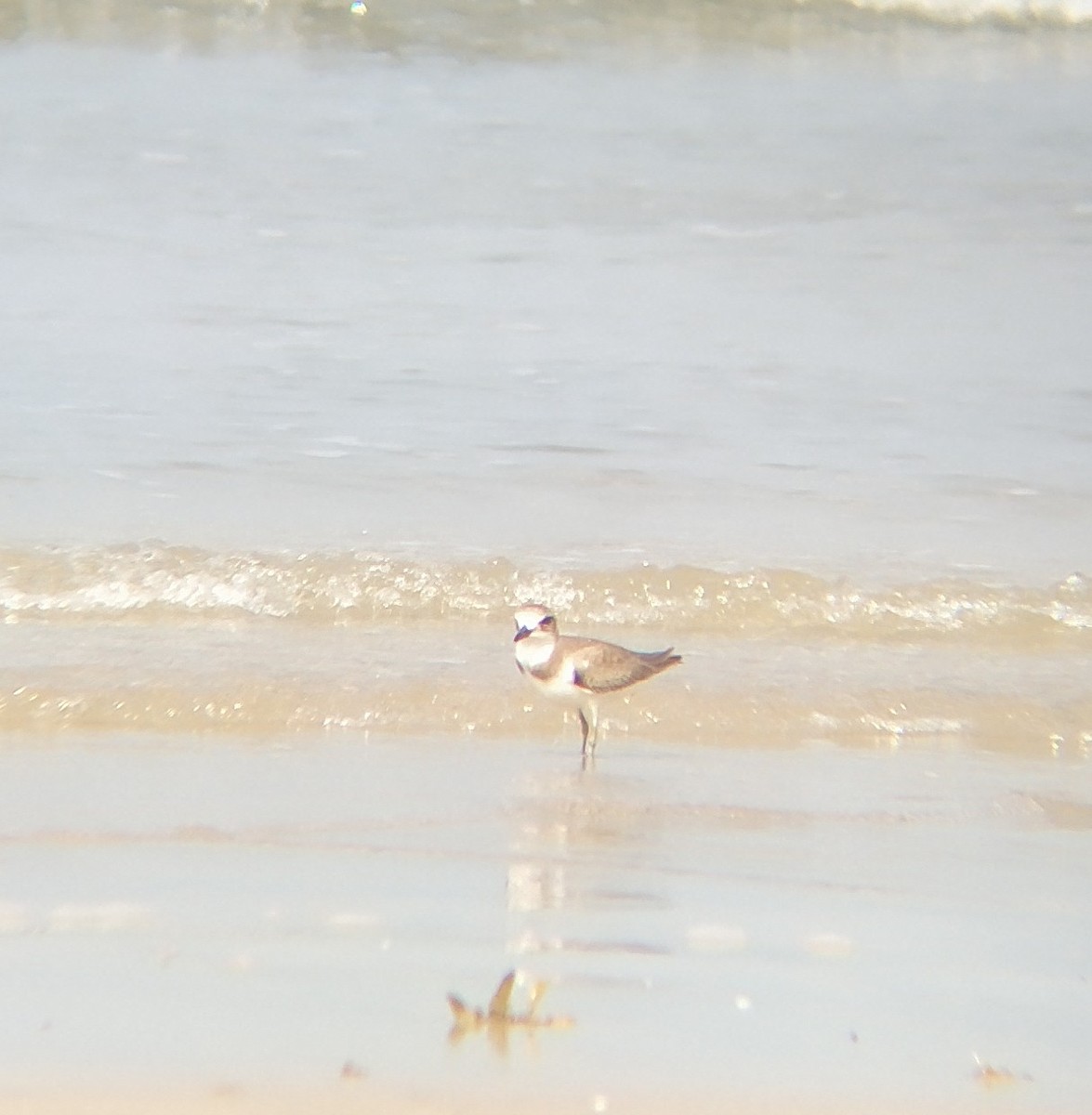 Greater Sand-Plover - ML398996031