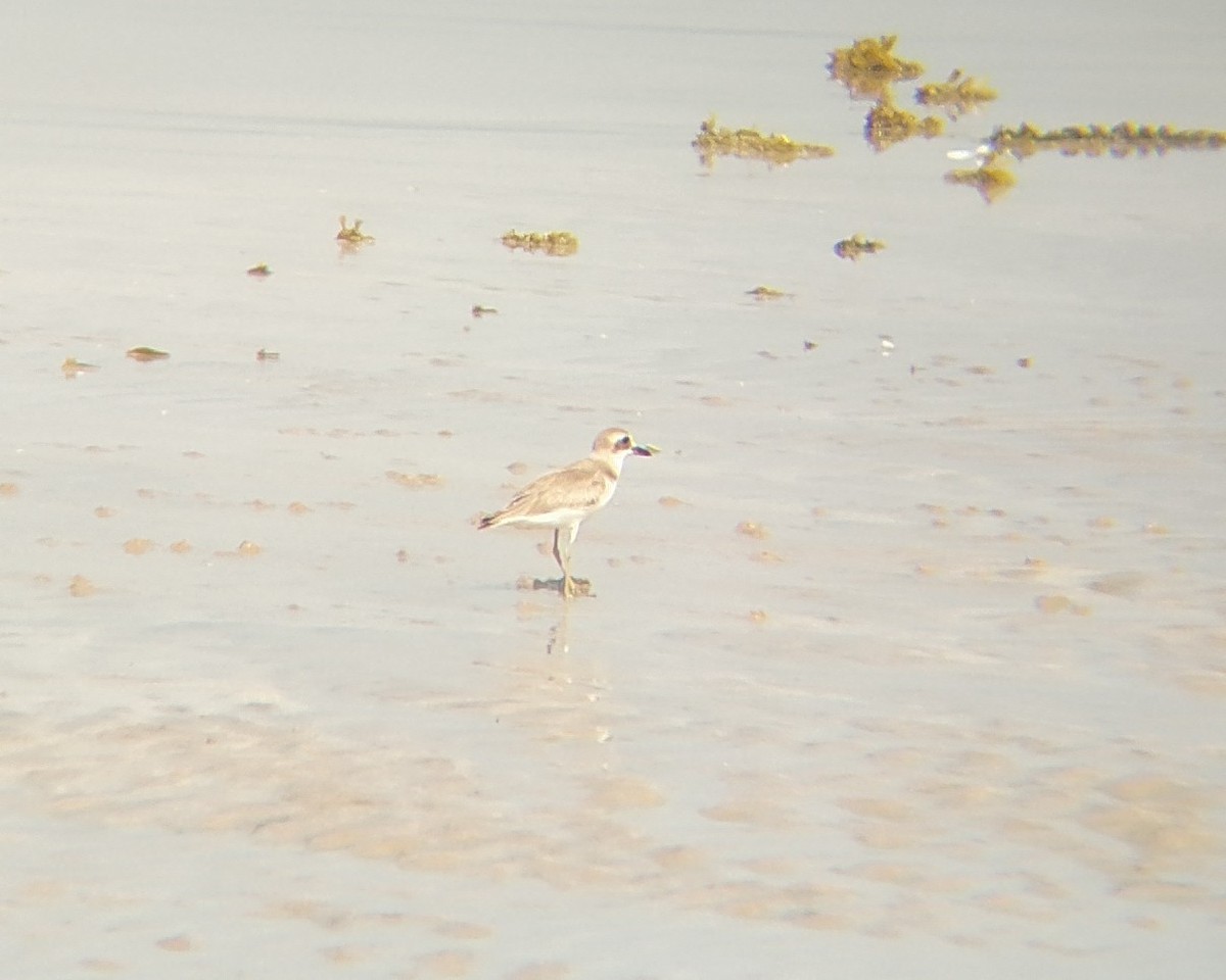 Greater Sand-Plover - ML398996051