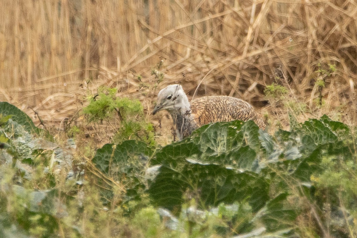 Great Bustard - ML398996281