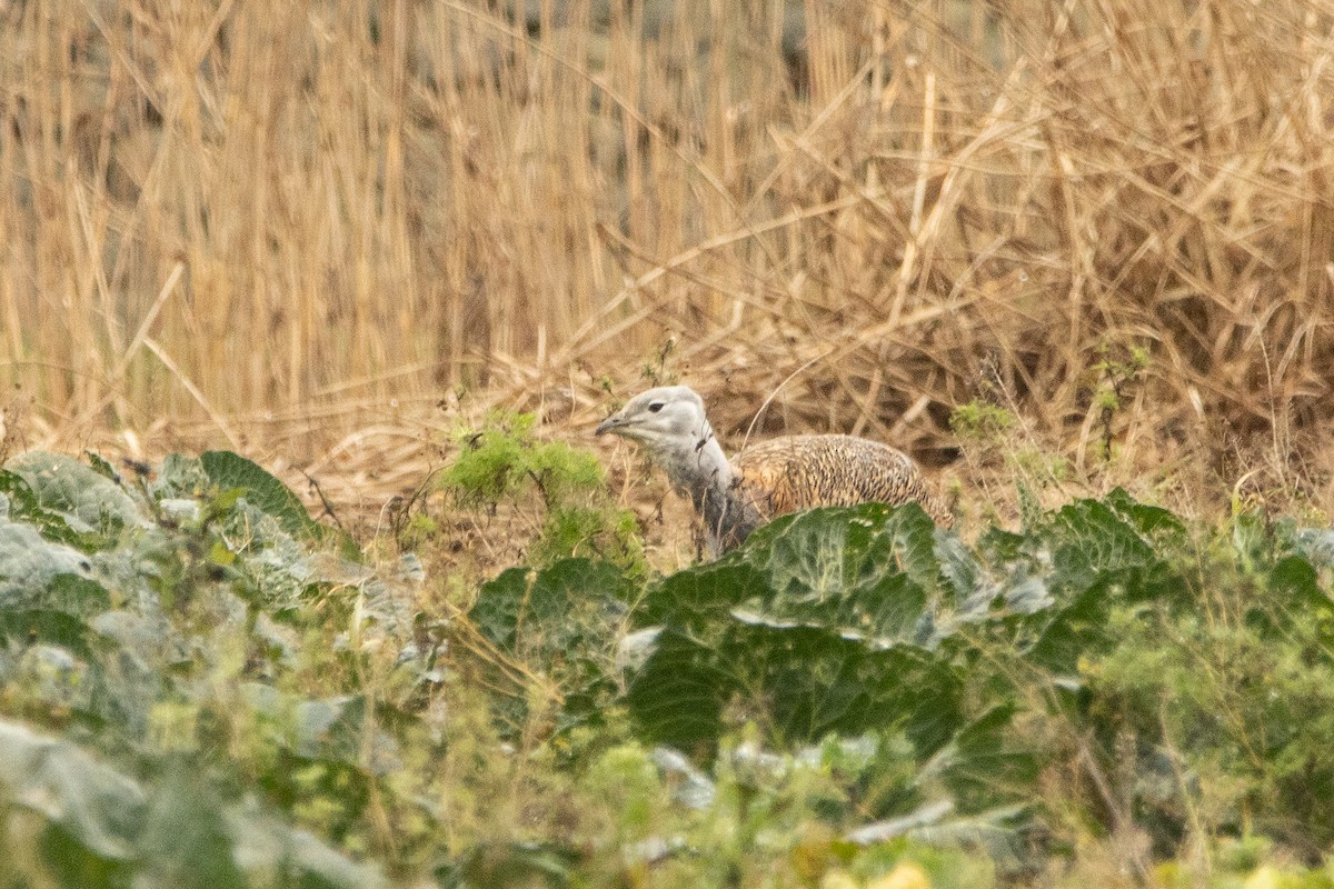 Great Bustard - ML398996301