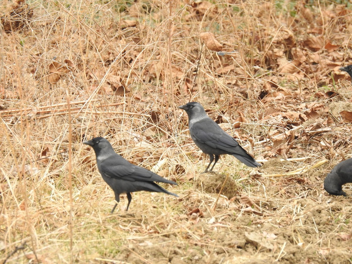 Eurasian Jackdaw - ML398996731