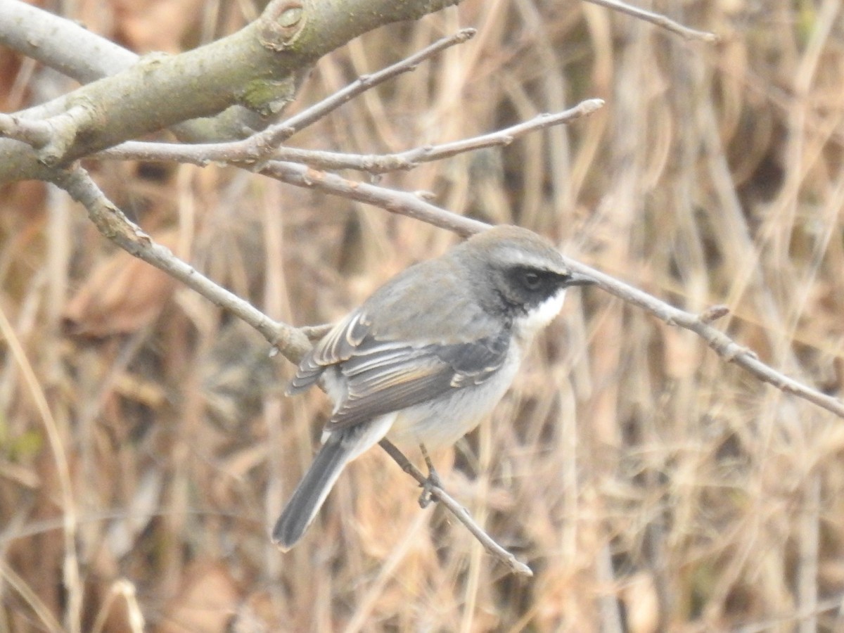 Gray Bushchat - ML398996801