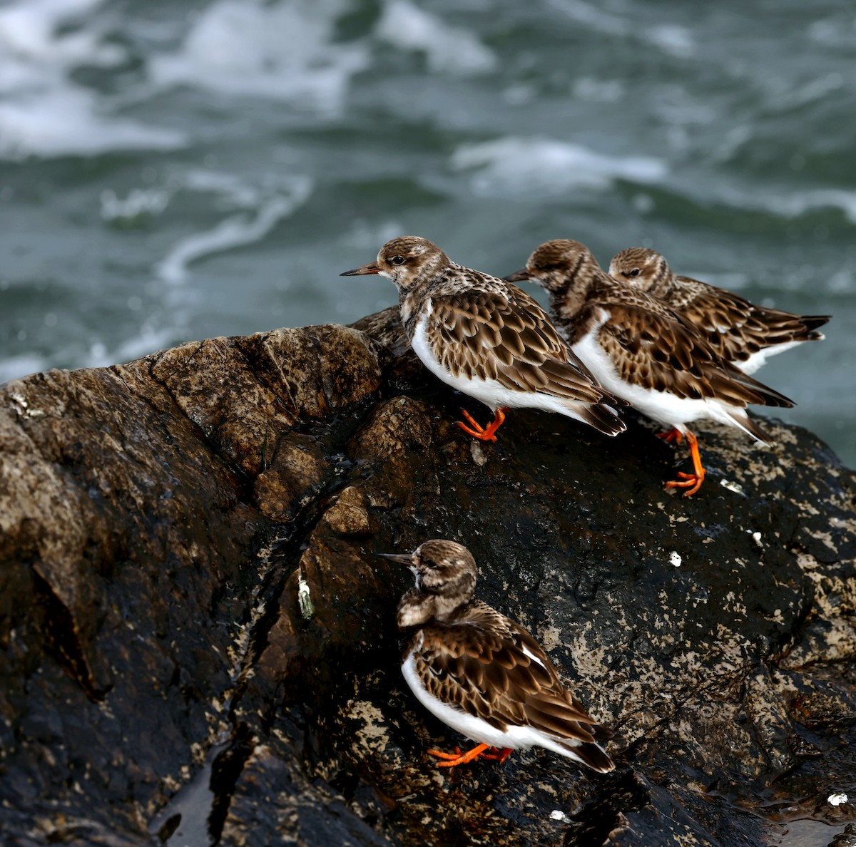 Ruddy Turnstone - ML398996941