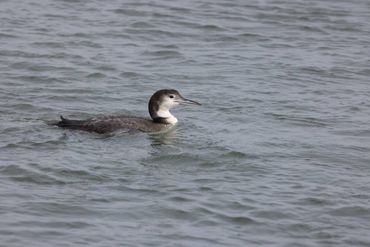 Common Loon - ML398996981