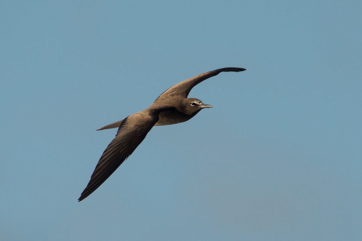 Brown Noddy - ML398997191