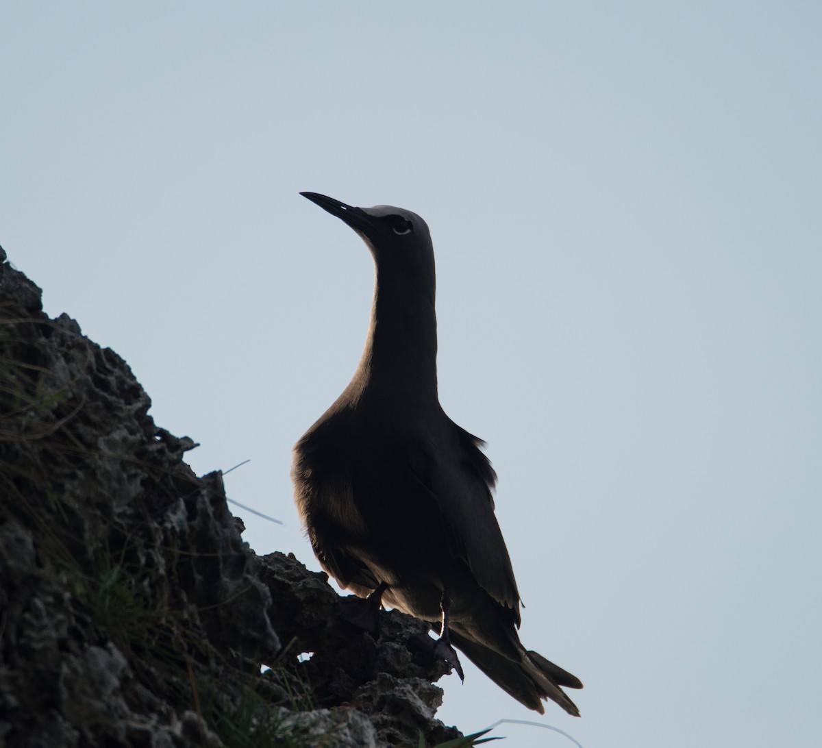 Brown Noddy - Trenton Voytko