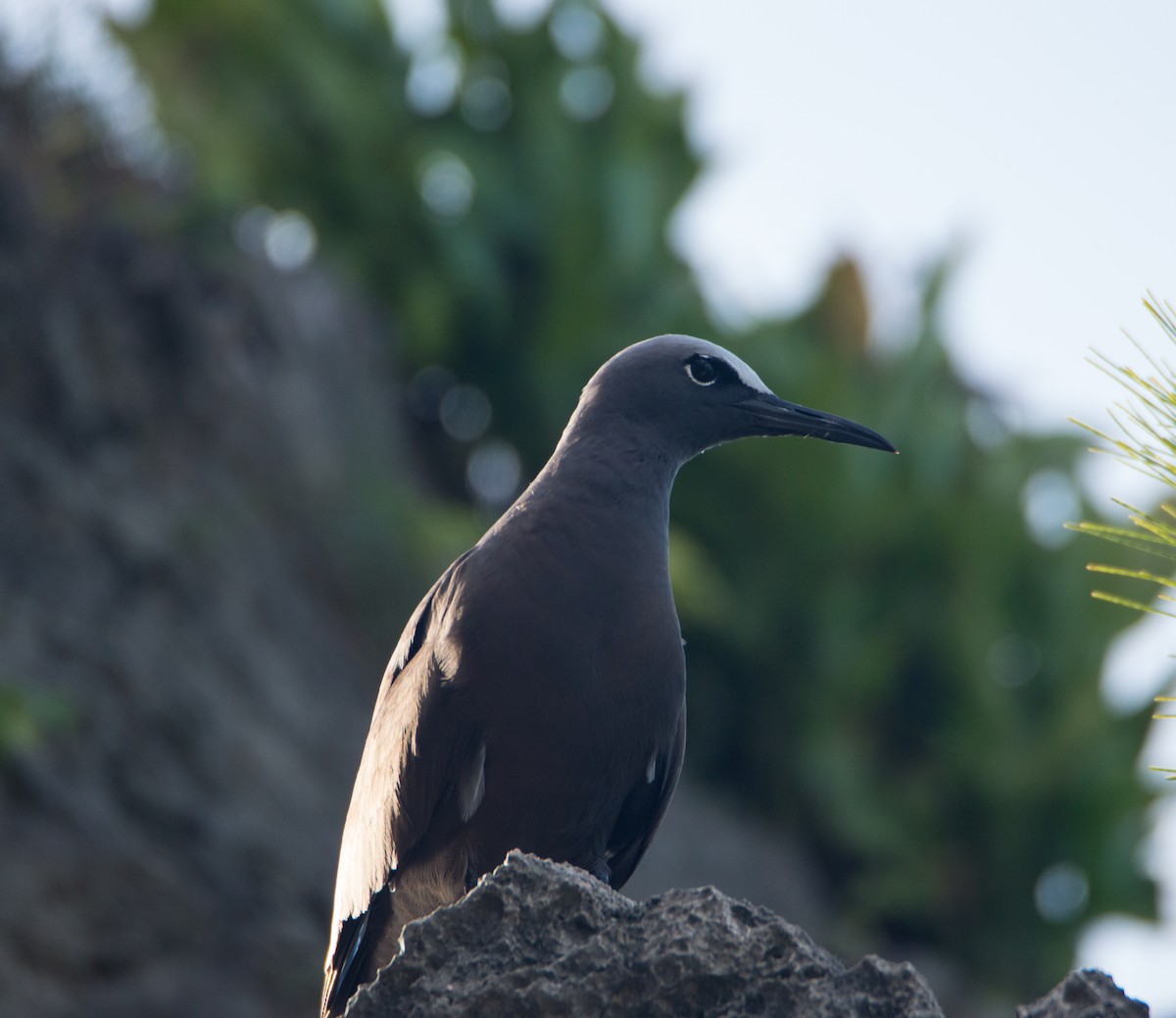 Brown Noddy - Trenton Voytko