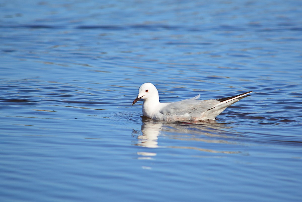 Slender-billed Gull - ML398999451