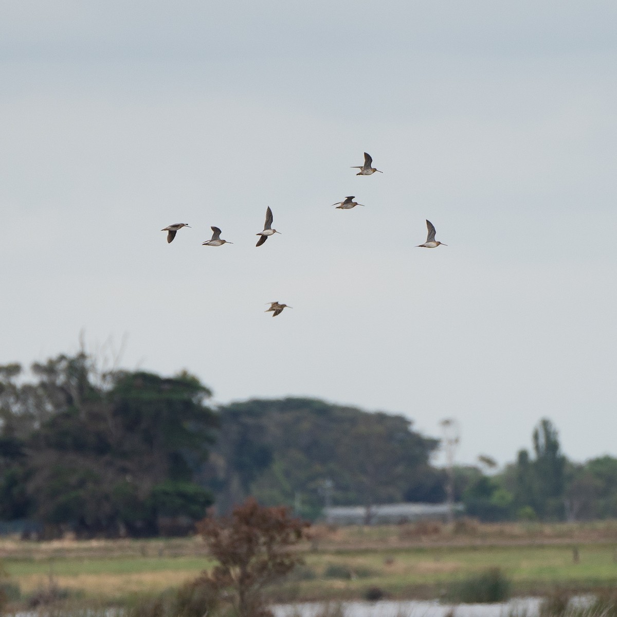 Latham's Snipe - ML398999981