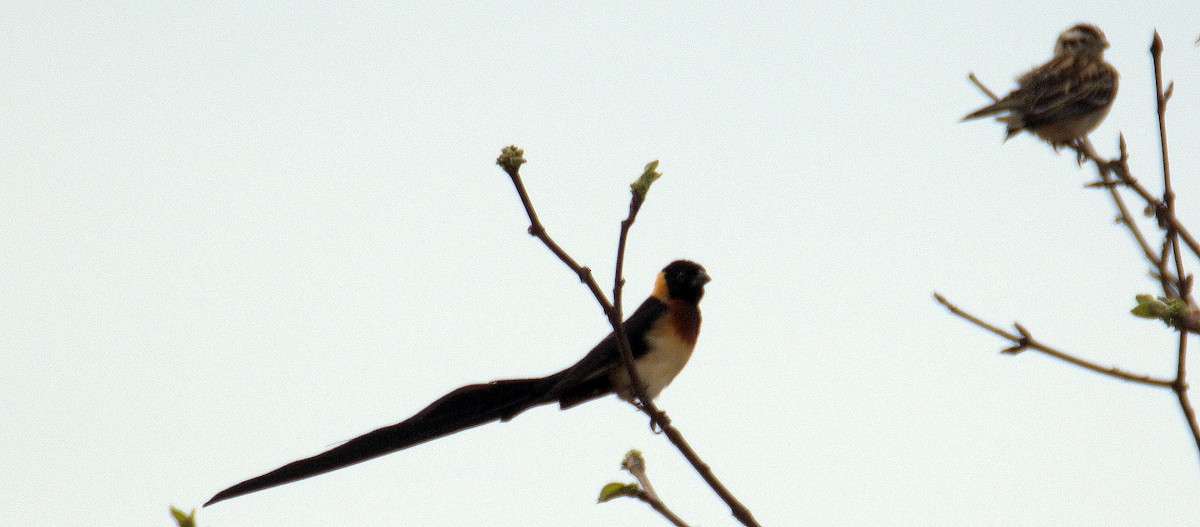 Eastern Paradise-Whydah - ML399001271