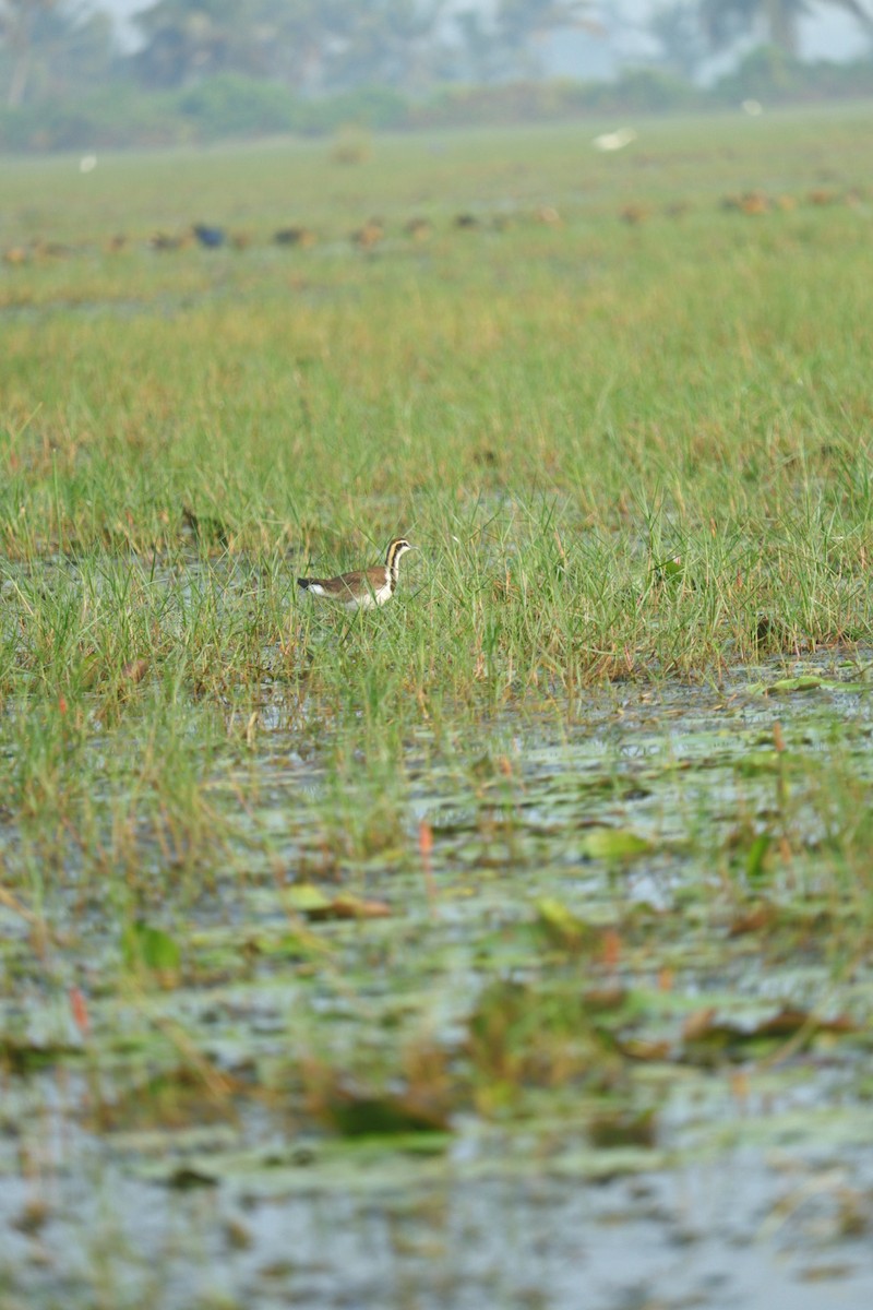 Pheasant-tailed Jacana - ML399001591