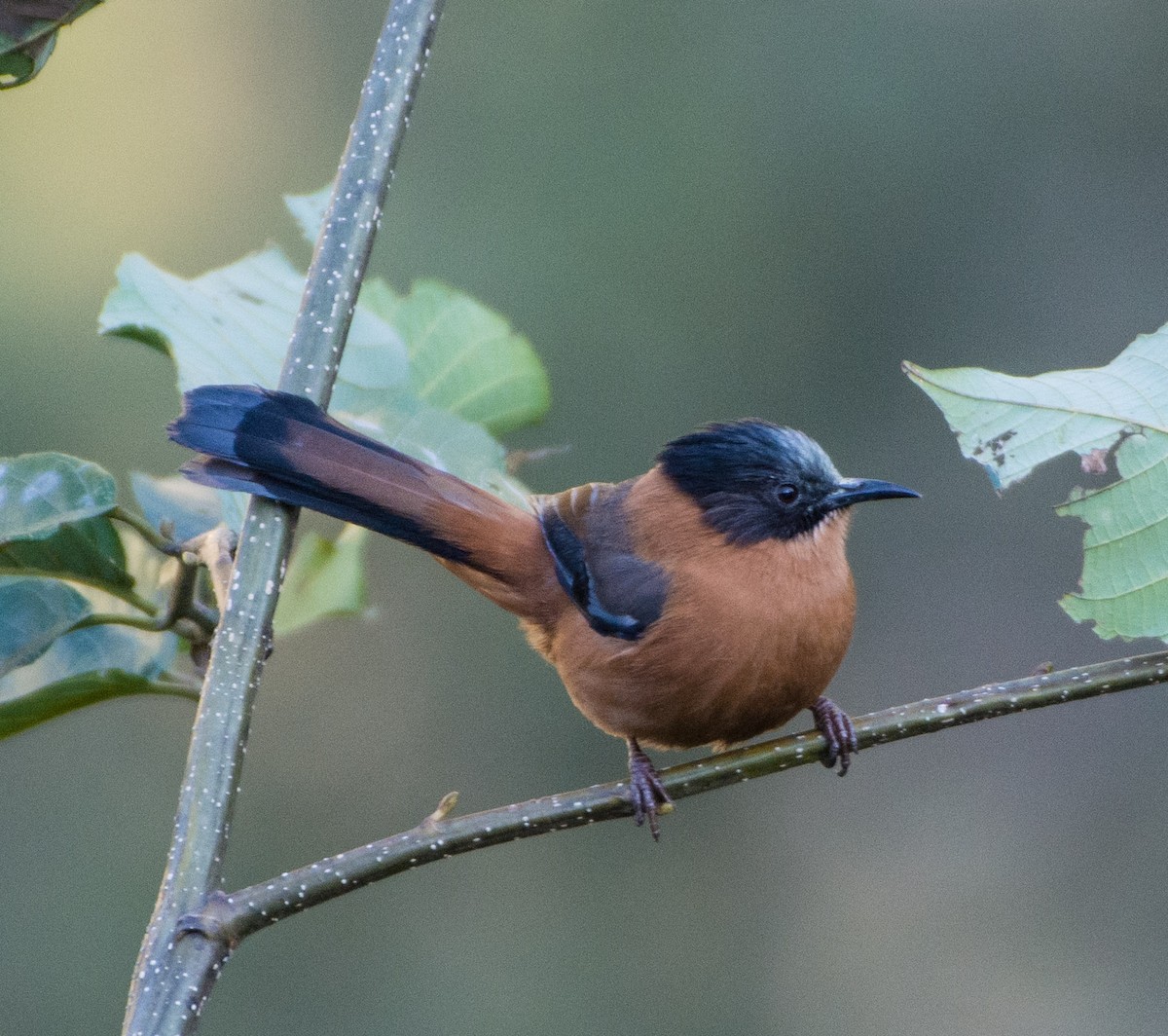 Rufous Sibia - ML399002581