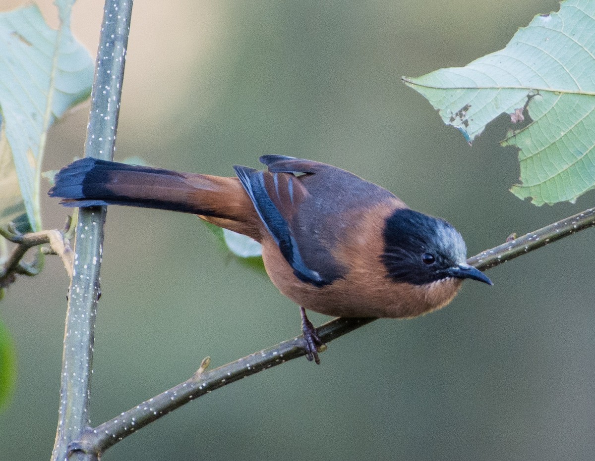Rufous Sibia - ML399002591