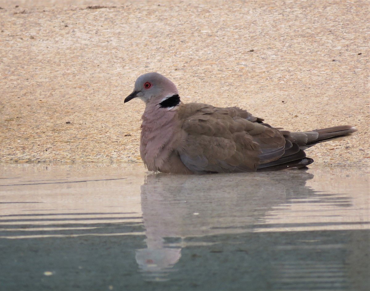 Mourning Collared-Dove - ML399005071