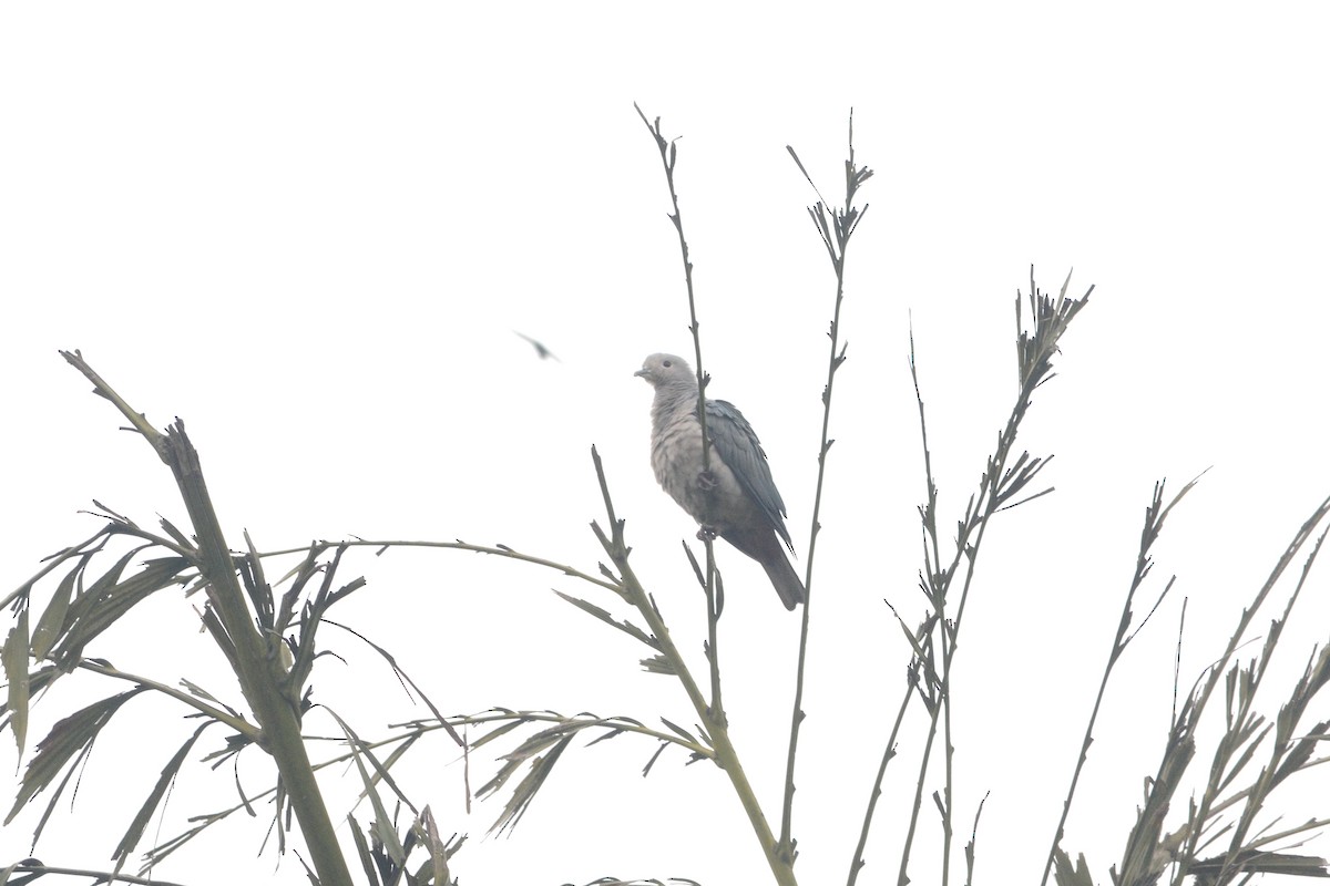 Green Imperial-Pigeon - Kartik Varma Namburi