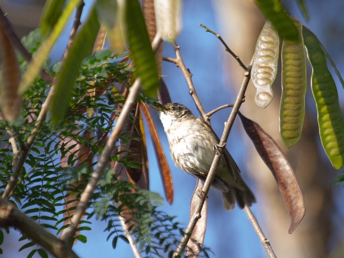 Clamorous Reed Warbler - ML399006091