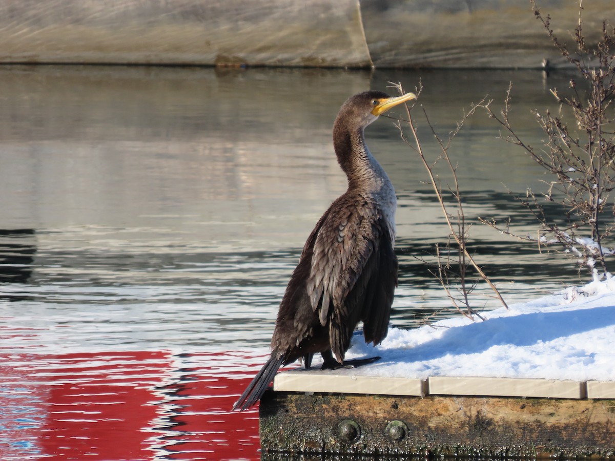 Double-crested Cormorant - ML399006131