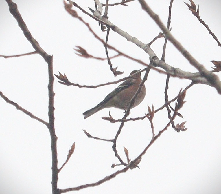 Common Chaffinch - Waseem Bhat