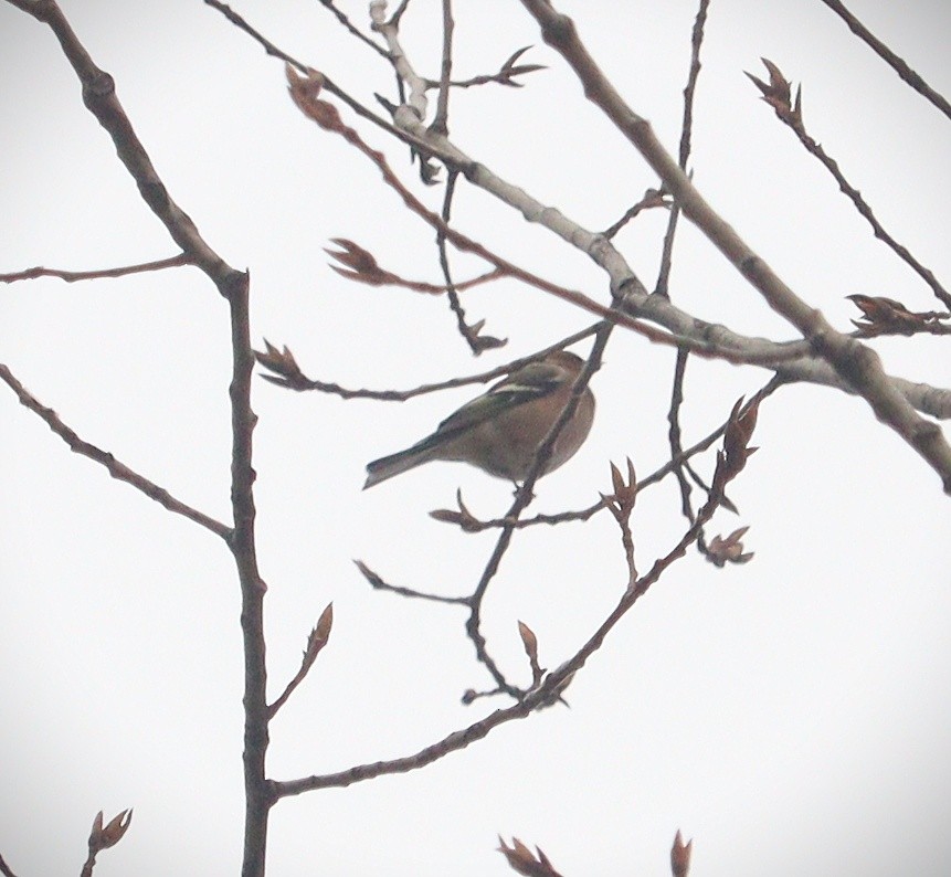 Common Chaffinch - ML399006361