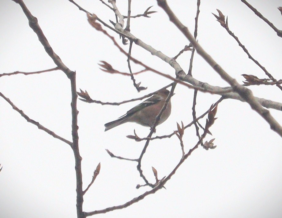 Common Chaffinch - ML399006371