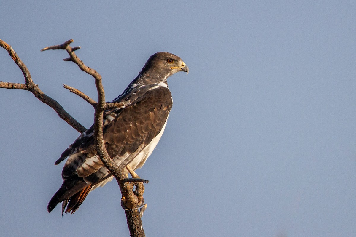 Augur Buzzard (Augur) - ML399006481