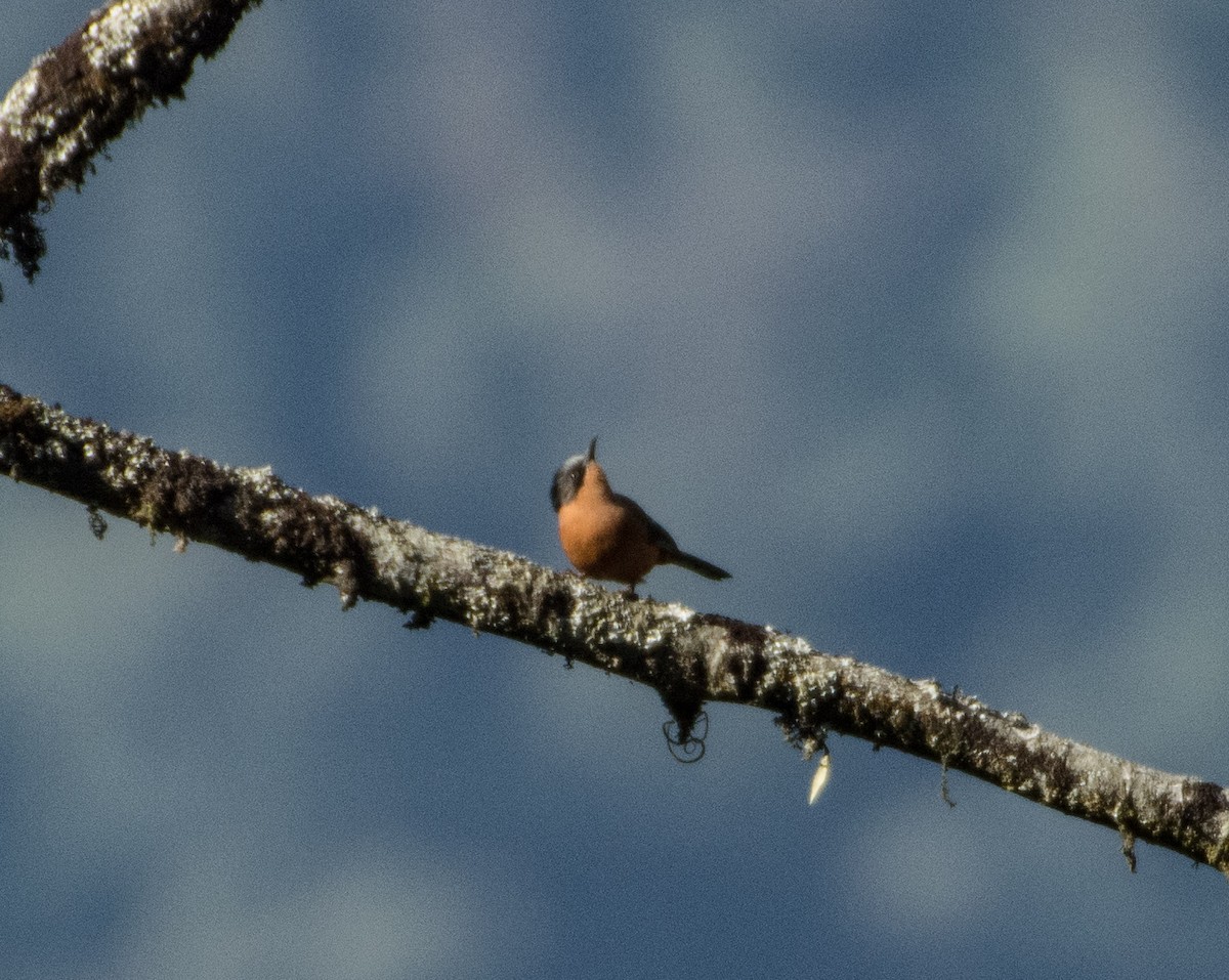 Rufous Sibia - ML399007041
