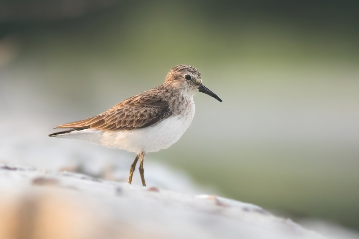 Least Sandpiper - ML399008981