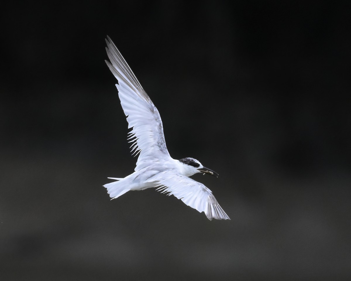 Little Tern - Frank Lin