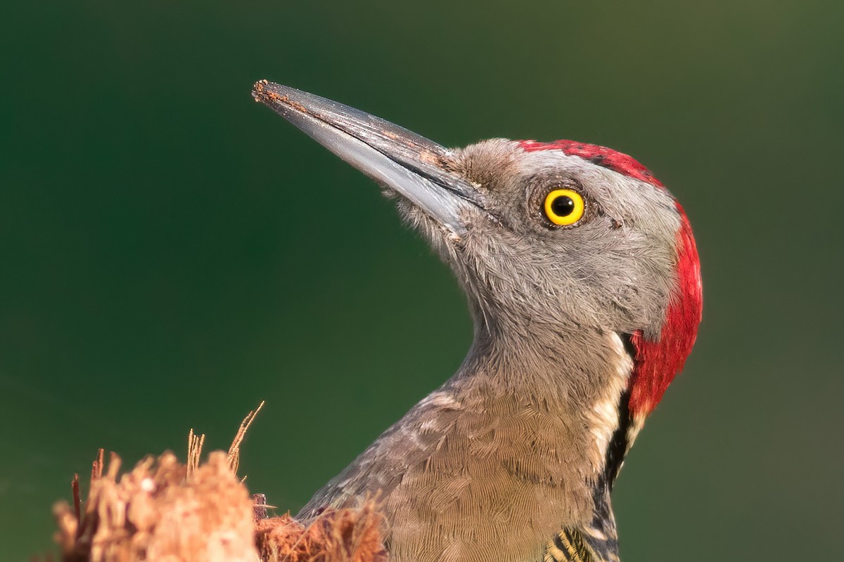 Hispaniolan Woodpecker - Davey Walters