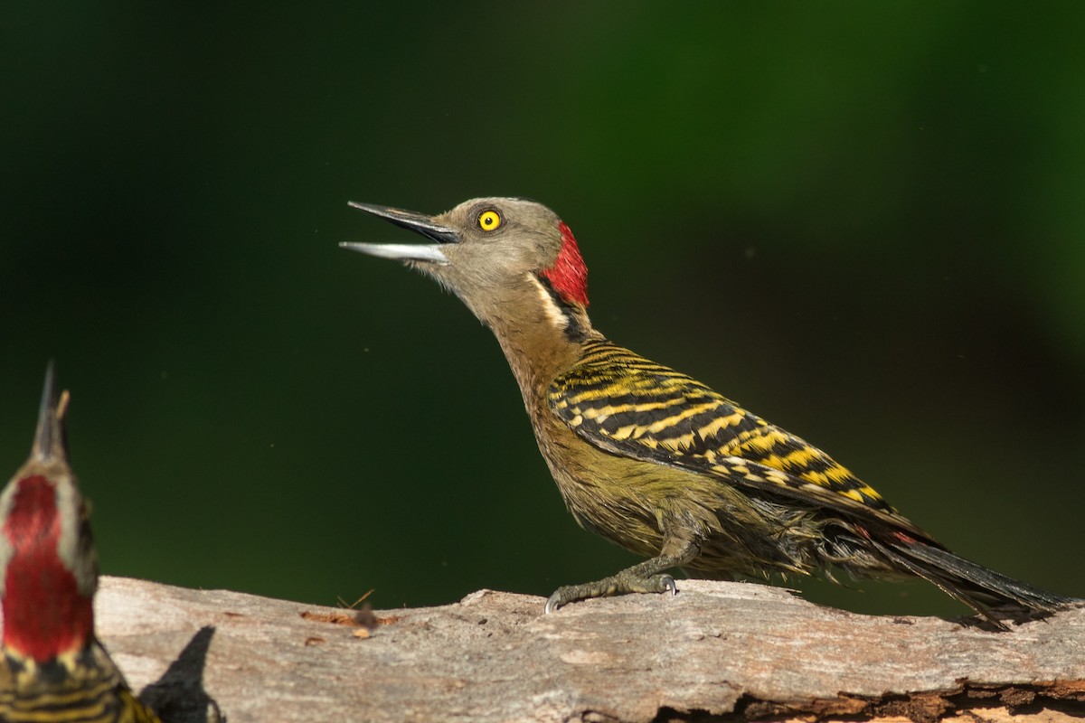 Hispaniolan Woodpecker - Davey Walters