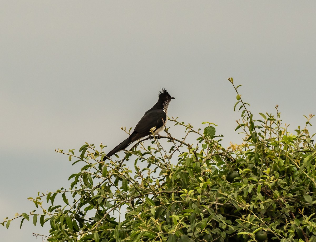 Levaillant's Cuckoo - Luke Abbot