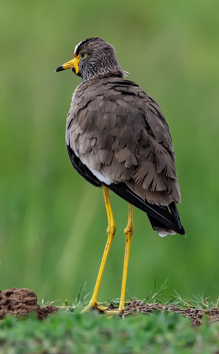 Wattled Lapwing - ML399014091