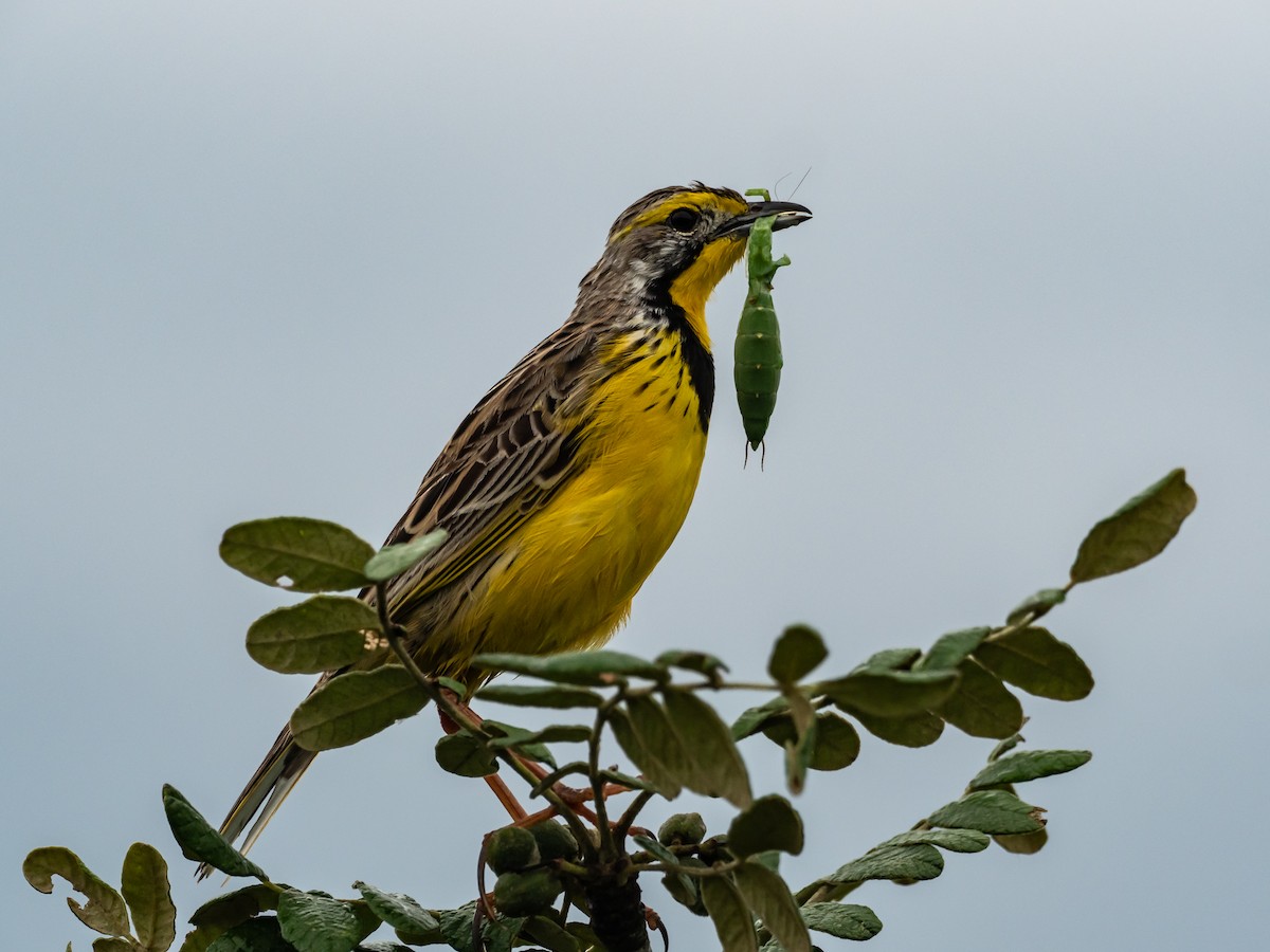 Yellow-throated Longclaw - ML399014111